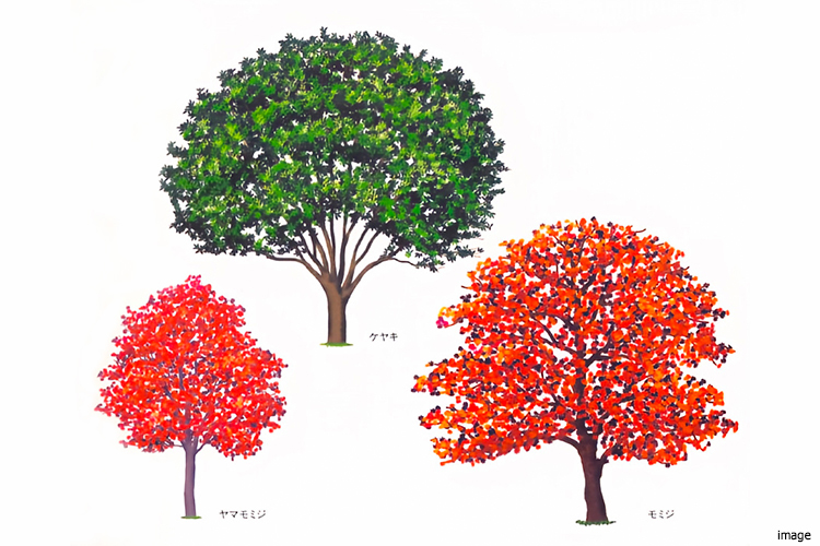 秋の植栽イメージイラスト｜ファミールグラン高井戸デュープレックス