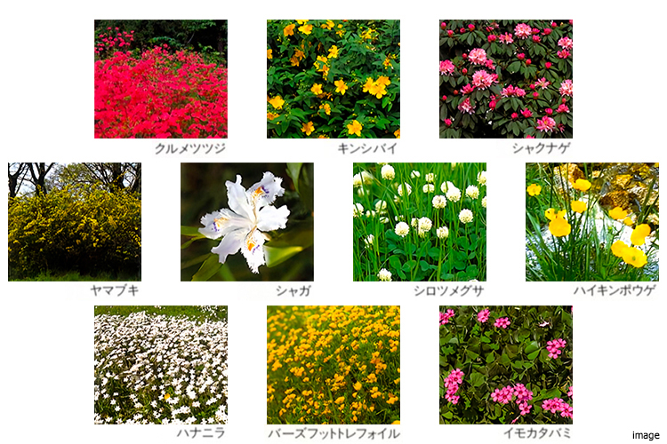 植栽｜ファミールグラン高井戸デュープレックス